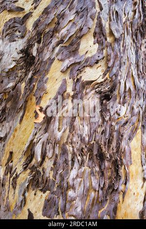 Écorce peeling magnifiquement texturée sur le tronc blanc d'un Eucalyptus wandoo (gomme blanche), Australie occidentale. Motif abstrait dans la nature. Banque D'Images