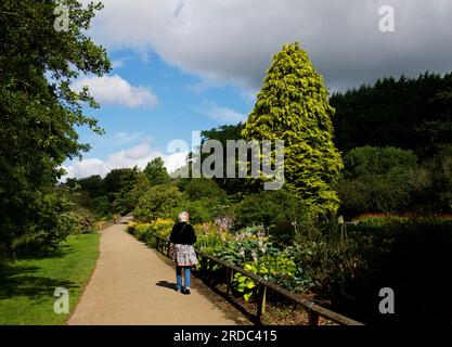 Femme âgée marchant dans Golden Acre Park, Bramhope, près de Leeds, West Yorkshire, Angleterre Royaume-Uni Banque D'Images