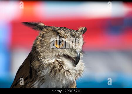 Gros plan détaillé de la tête d'un chouette d'aigle européen captif (Bubo bubo) avec oeil et bec montrant, assis patiemment à un événement estival britannique. Banque D'Images