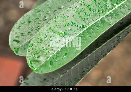 Frangipanier, pagode ou feuille de Plumeria et goutte de pluie Banque D'Images