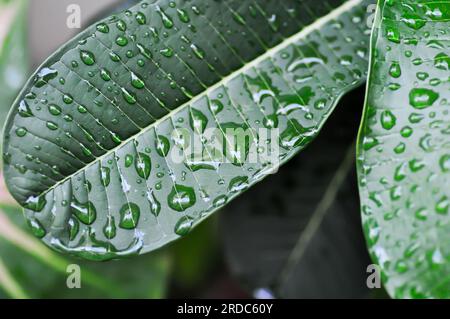 Frangipanier, pagode ou feuille de Plumeria et goutte de pluie Banque D'Images