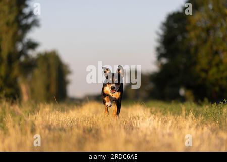 Beau chien courant dans un champ au coucher du soleil Banque D'Images