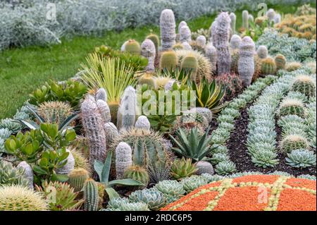 Détail de la célèbre plantation de cactus au parc Carl Johans à Norrköping, Swweden. Banque D'Images