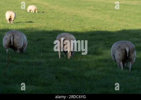 Un groupe de moutons mignons paissant à l'ombre vu de derrière dans la prairie verte de printemps fraîche au soleil Banque D'Images