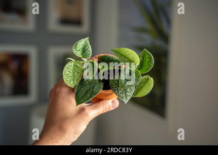 Petit sprout Scindapsus Pictus houseplant en terre cuite pot en homme main gros plan flou Banque D'Images