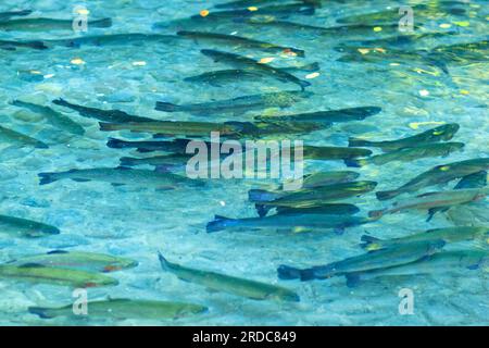 Troupeau de truite arc-en-ciel dans l'étang artificiel. Cultiver des poissons en eau propre en plein air dans le parc ou Aqua Farm Banque D'Images