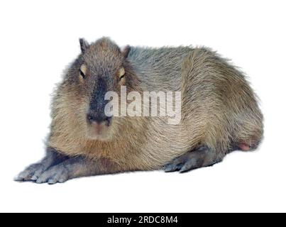 Capybara isolé sur fond blanc Banque D'Images