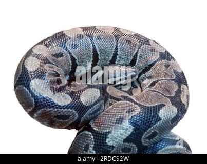 Python royal isolé sur fond blanc. Snake Banque D'Images