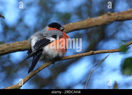 Bullfinch eurasien (Pyrrhula pyrrhula pyrrhula) mâle migrant 'Northern Bullfinch' perché sur une branche gonflée vers le haut d'Eccles-on-Sea, Norfolk, Royaume-Uni. Banque D'Images