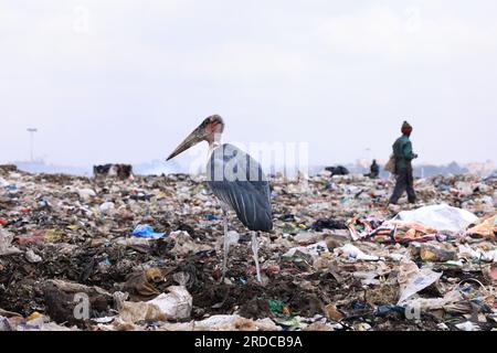 Une cigogne de marabou est vue perchée au sommet d'une montagne d'ordures alors qu'un homme cherche des matières recyclables à la décharge de Dandora. Le gouvernement du comté de Nairobi prévoit de mettre en place une usine de recyclage qui transformera en énergie les déchets déposés sur la décharge de Dandora. Le vaste site de décharge reçoit environ 2 000 tonnes de déchets par jour, ce qui en fait le site de travail le plus fréquenté pour les récupérateurs de déchets à trouver du plastique et d'autres matières recyclables. Banque D'Images