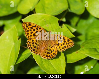 Femelle papillon fritillaire lavé argent, Argynnis paphia reposant avec des ailes ouvertes dans un jardin britannique Banque D'Images
