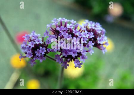 Verveine violette fleurs dans un jardin Banque D'Images