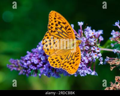 Papillon fritillaire mâle lavé à l'argent, Argynnis paphia se nourrissant de Buddleja davidii dans un jardin britannique Banque D'Images