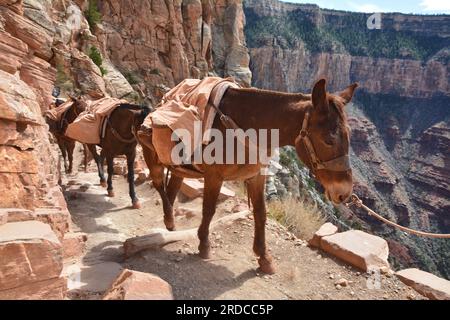 Le train à emporter monte depuis le fond du Grand Canyon. Sentier de Kaibab Sud Banque D'Images