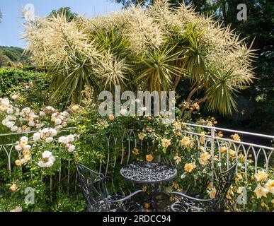 Table et chaises sur un balcon avec rose (L) Ghislaine de Feligonde, (ctr) cordyline australis en fleur et (R) rose Emily Gray Banque D'Images