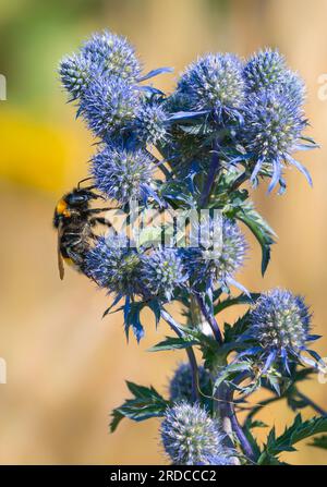 Bourdon à queue Buff (Bombus terrestris) buvant sur les têtes de fleurs bleues et épaisses d'une plante de houx de mer (Eryngium maritimum) au Royaume-Uni. Banque D'Images