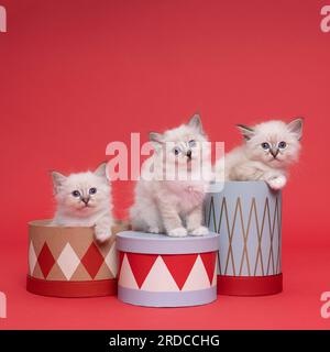 Trois chatons mignons beaux chats birmans sacrés assis dans et sur des boîtes en studio gros plan, chat de luxe, fond rouge Banque D'Images