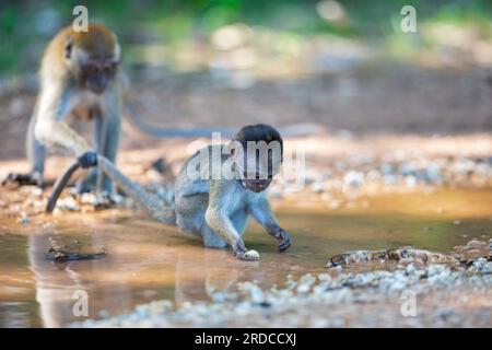 Un nourrisson macaque à longue queue se nourrit dans l'eau d'une flaque boueuse sur un sentier de terre, Singapour Banque D'Images