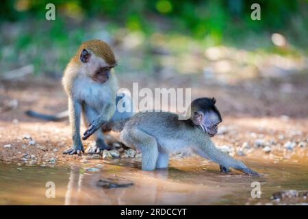 Un nourrisson macaque à longue queue se nourrit dans l'eau d'une flaque boueuse sur un sentier de terre, Singapour Banque D'Images