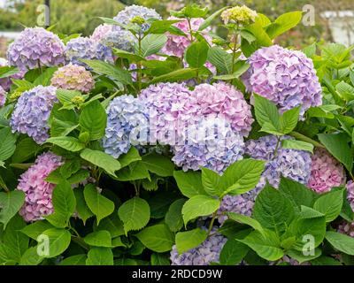 Arbuste Hydrangea avec de belles fleurs roses et bleues Banque D'Images