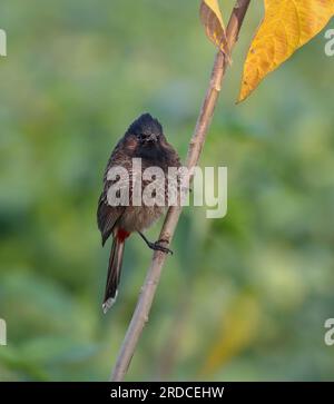 Le bulbul à évent rouge est un membre de la famille des passants bulbul. Banque D'Images