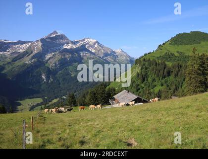 Scène estivale idyllique dans la vallée de Saanenland. Banque D'Images