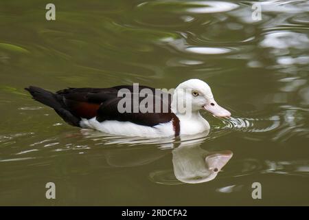 Shelduck de Radjah / shelduck de raja / shelduck à dos noir / canard de Burdekin (Radjah radjah / Tadorna radjah) dans l'étang, originaire de Nouvelle-Guinée et d'Australie Banque D'Images