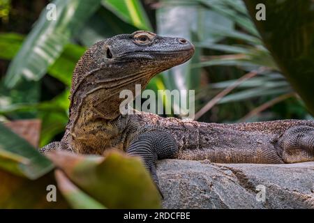 Dragon de Komodo / Komodo moniteur (Varanus komodoensis) au zoo, lézard géant originaire des îles indonésiennes Komodo, Rinca, Flores et Gili Motang Banque D'Images