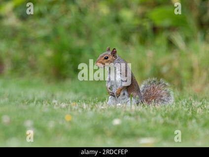 Un écureuil gris très effronté ( Sciurus carolensis) debout montrant son ventre blanc. Suffolk, Royaume-Uni Banque D'Images