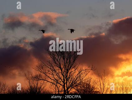 Un lever de soleil coloré avec une paire d'oies silhouettées en vol contre le soleil levant. Suffolk, Royaume-Uni . Banque D'Images