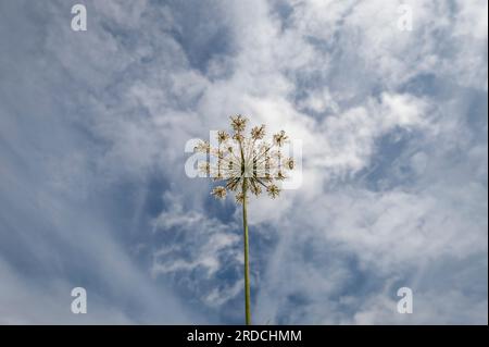 Fleurs blanches de persil de vache poussant dans la campagne Banque D'Images