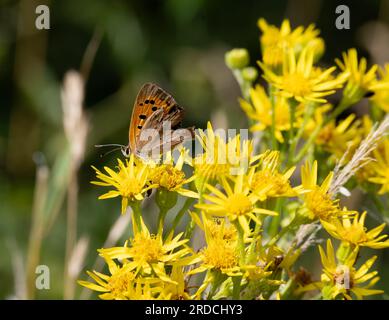 Petit papillon en cuivre (Lycaena phlaeas) sur fleur de Ragwort, Warwickshire, Royaume-Uni Banque D'Images