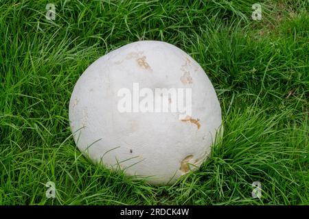 Champignon géant Calvatia gigantea ou champignon géant Puffball Growing dans le champ d'herbe. Banque D'Images