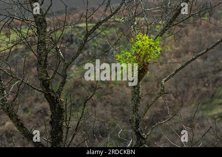 Nouvelle plante de plantes de GUI viscum album sur un arbre, en milieu naturel. Banque D'Images