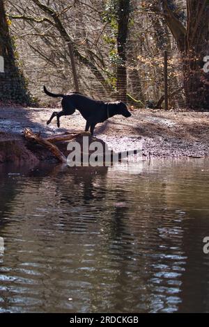 Chien noir labrador retriever sur une rive courant dans l'eau dans un lac dans le foest du Palatinat d'Allemagne un jour de printemps. Banque D'Images