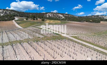 Vue aérienne d'un arbre solitaire dans un vignoble au printemps dans la région d'origine Ribera del Duero dans la province de Valladolid en Espagne Banque D'Images