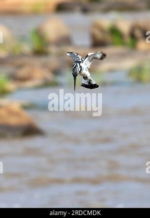 Le pied Kingfisher peut planer pour localiser des proies, mais il utilisera des perchoirs au-dessus des rivières et des piscines où il pourra observer les proies. Banque D'Images