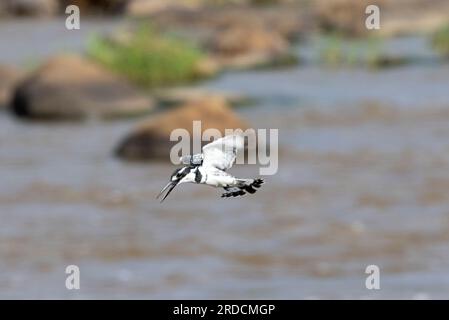 Le pied Kingfisher peut planer pour localiser des proies, mais il utilisera des perchoirs au-dessus des rivières et des piscines où il pourra observer les proies. Banque D'Images