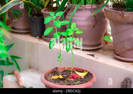 Divine Tulsi Tree vues de jour de Perspectives uniques Banque D'Images