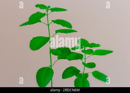 Arbre de Tulsi sacré avec fond blanc de Perspectives uniques Banque D'Images