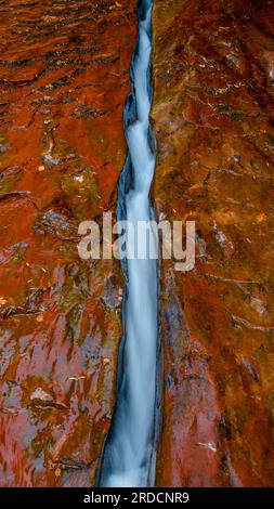 Parc national de Zion, métro à gauche Fork North Creek, Utah Banque D'Images