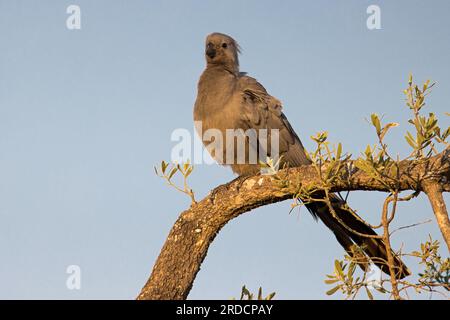 Go-away-Bird gris ou Grey Lourie Banque D'Images