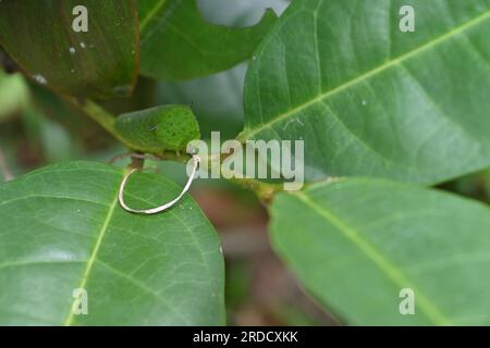 Vue de tête à angle élevé d'une chenille de jay verte à queue (y compris le visage) assise sur la surface de la tige d'une branche de plante Banque D'Images