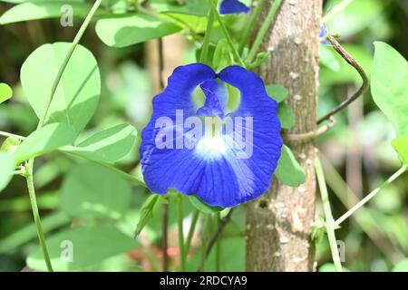 Vue rapprochée d'une fleur de papillon Pea (Clitoria Ternatea) fleurit sur une vigne dans le jardin à la lumière directe du soleil Banque D'Images