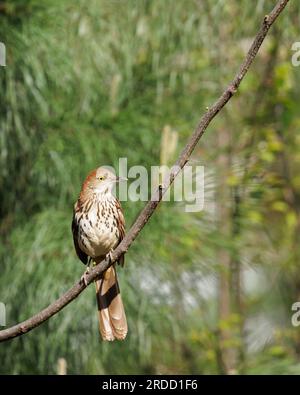 thrasher brun (Toxostoma rufum) - Comté de Hall, Géorgie.. Un thrasher brun perché sur la branche d'un arbre de soie perse. Banque D'Images