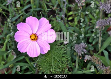 Fleur Cosmos jardin rose, couleur vive sur fond de feuillage vert. Banque D'Images