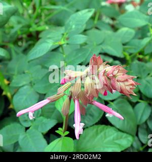 Gratte-ciel Pink Salvia fleurs, souvent appelées sauge, serties sur un fond de feuilles vertes et de feuillage. Banque D'Images