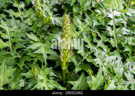 Acanthus balcanicus est une plante herbacée vivace endémique du genre Acanthus, originaire de la péninsule des Balkans, jusqu'à la Dalmatie. Banque D'Images