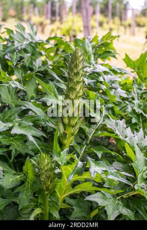 Acanthus balcanicus est une plante herbacée vivace endémique du genre Acanthus, originaire de la péninsule des Balkans, jusqu'à la Dalmatie. Banque D'Images