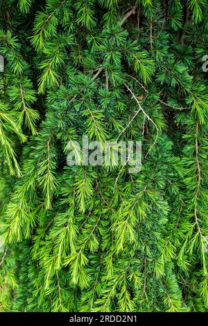 Cedrus deodara, le cèdre deodar, cèdre de l'Himalaya, ou deodar, est une espèce de cèdre originaire de l'Himalaya. Banque D'Images